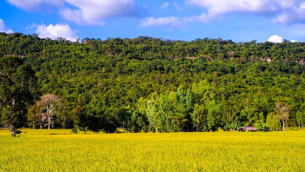 campo de arroz nas montanhas