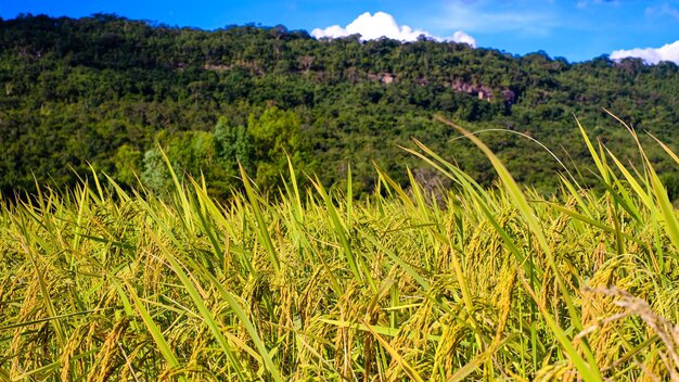 campo de arroz nas montanhas