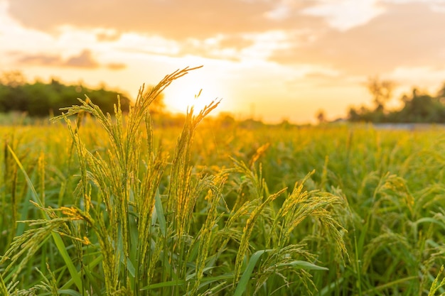 Foto campo de arroz no belo nascer do sol