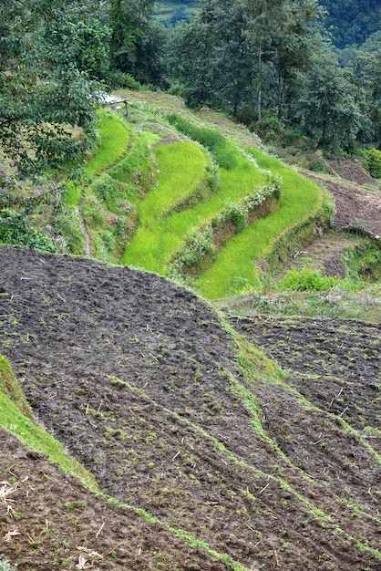 Campo de arroz no Nepal