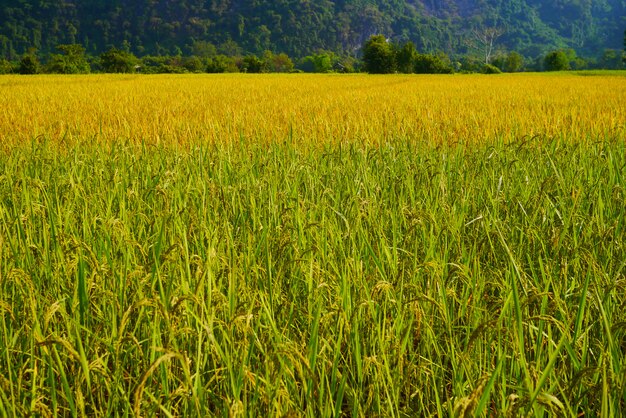 Campo de arroz outono no Laos