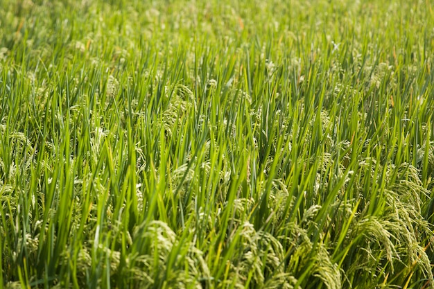 Campo de arroz paddy em dia de luz clara