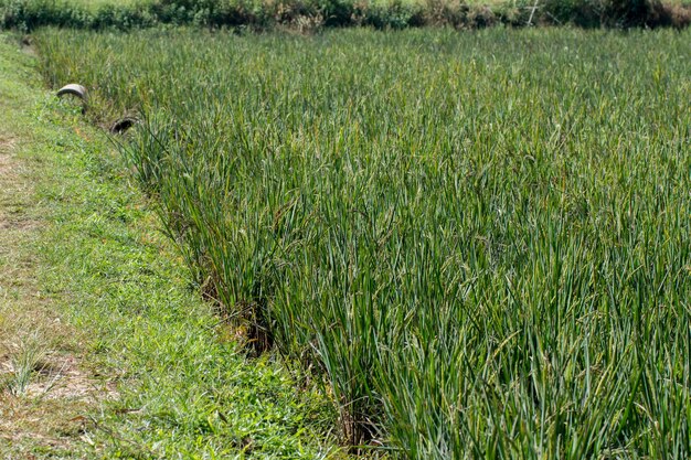 Campo de arroz paddy orgânico
