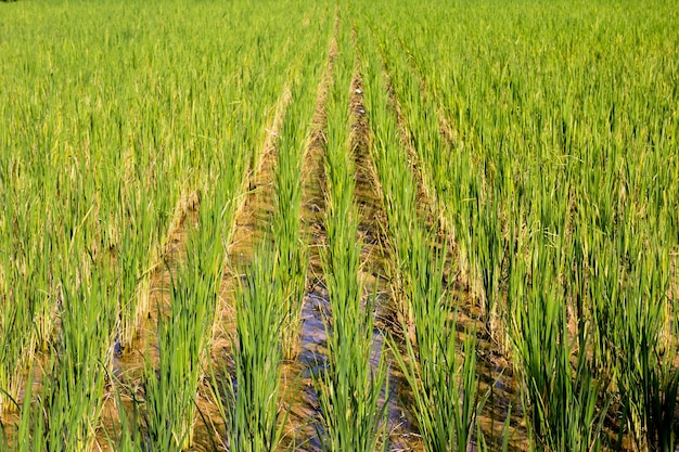 Campo de arroz paddy verde orgânico com fundo de água