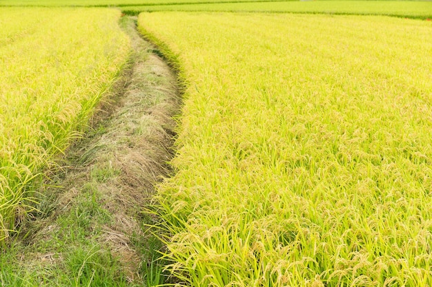 Campo de arroz paddy