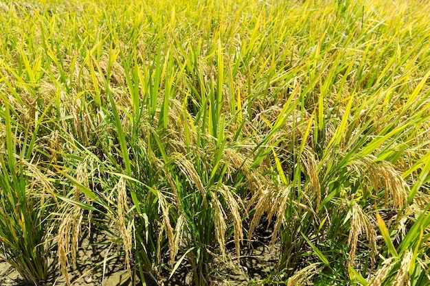 Campo de arroz paddy