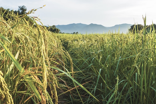 Campo de arroz paddy