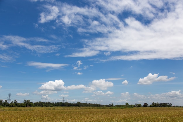 campo de arroz paisagem e céu azul