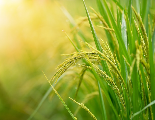 Campo de arroz pela manhã