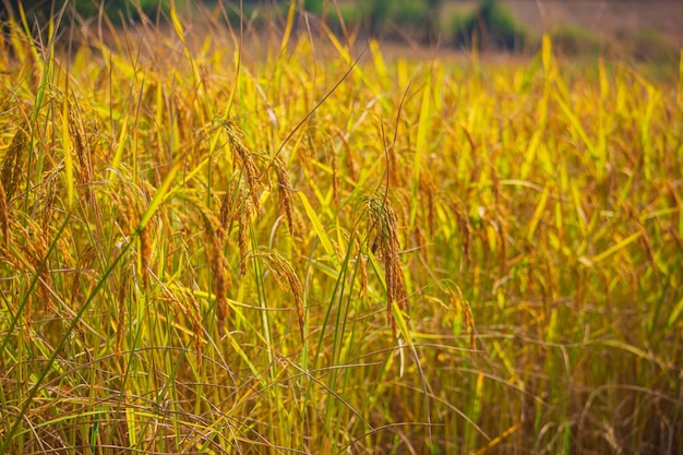 Campo de arroz perto da semente de arroz amarelo madura e montanha verde