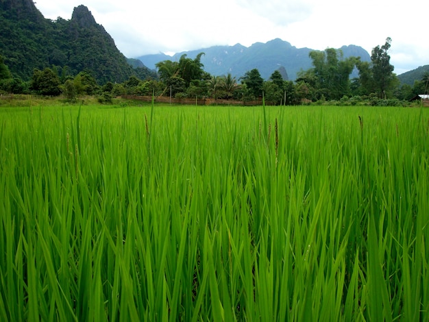 Foto campo de arroz perto de uma vila do laos