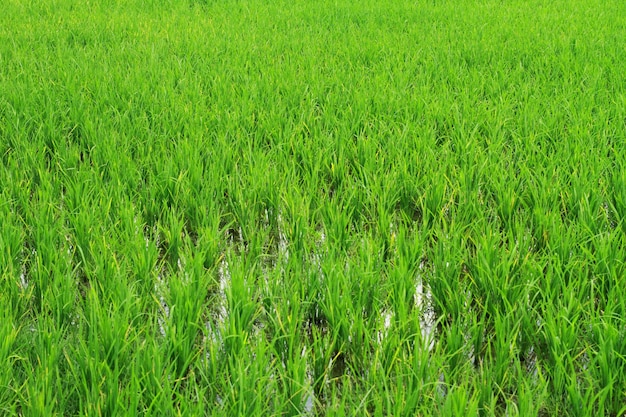 Campo de arroz sob arrozal verde em campos