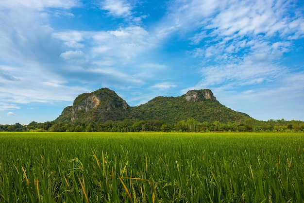 Campo de arroz verde agrícola com céu azul e montanha ao fundo O conceito de crescimento agrícola e agricultura na Tailândia rural