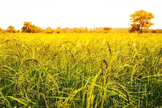 Campo de arroz verde amarelo no fundo do céu azul