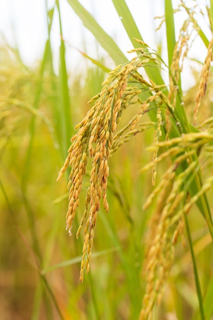 Campo de arroz verde amarelo