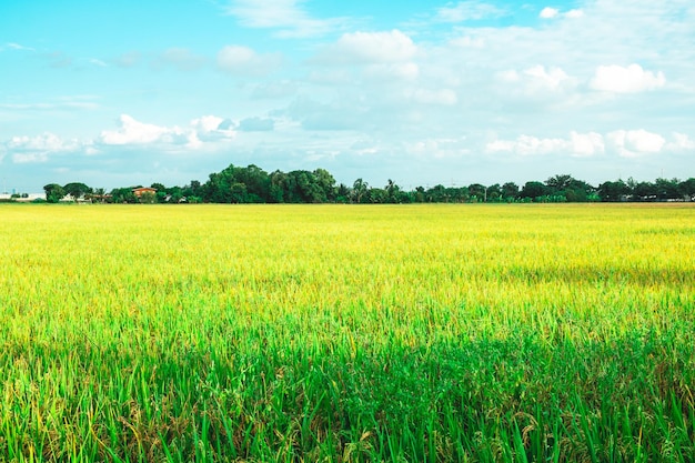 Campo de arroz verde Ambiente Natureza Planta Primavera Verão Cena rural