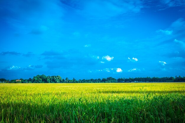 Campo de arroz verde Ambiente Natureza Planta Primavera Verão Cena rural