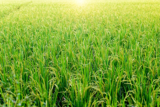 Campo de arroz verde ao nascer do sol