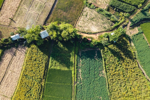 Campo de arroz verde com luz da noite