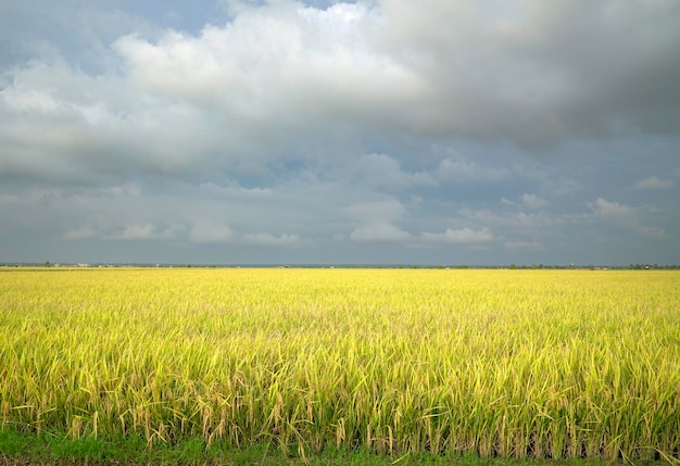 Campo de arroz verde dourado