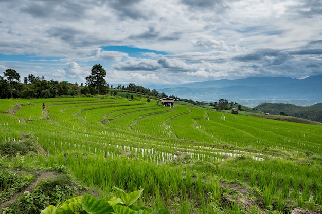 Campo de arroz verde em Chiang Mai, Tailândia.