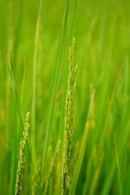 Campo de arroz verde em foco seletivo