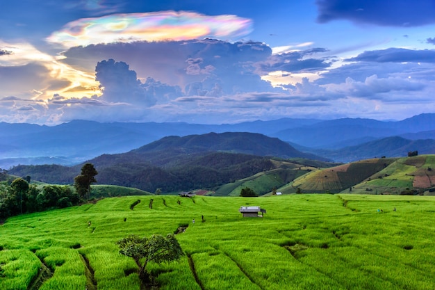 Campo de arroz verde em socalcos em Chiangmai, Tailândia