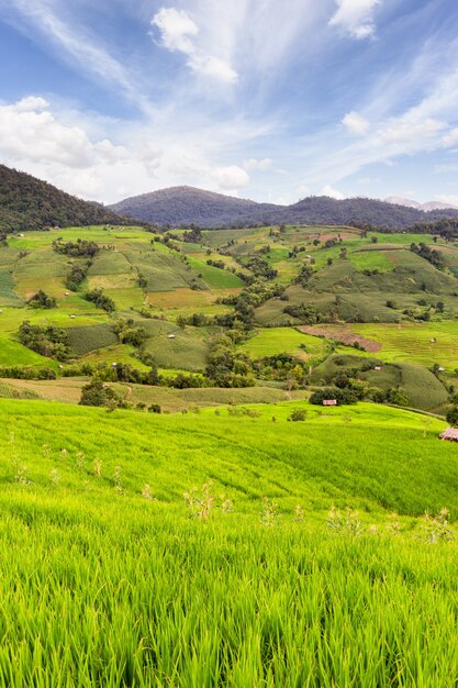 Campo de arroz verde em socalcos em pa pong pieng, chiang mai, tailândia