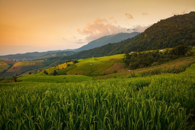 Campo de arroz verde em terraços durante o pôr do sol em Ban Pa Bong Peay em Chiangmai Tailândia