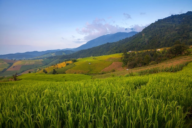 Campo de arroz verde em terraços em Ban Pa Bong Peay em Chiangmai Tailândia