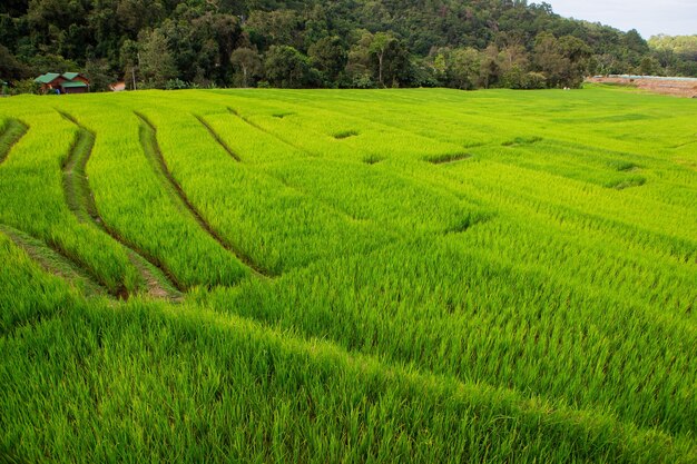 Campo de arroz verde em terraços em Chiangmai, Tailândia