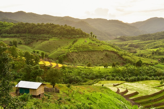 Campo de arroz verde em terraços em Nan