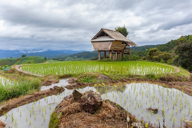 Campo de arroz verde em terraços em Pa Pong Pieng, Mae Chaem, Chiang Mai, Tailândia