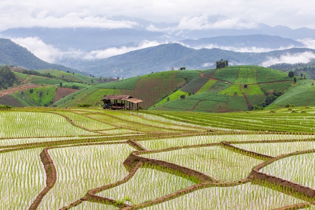 Campo de arroz verde em terraços em Pa Pong Pieng, Mae Chaem, Chiang Mai, Tailândia