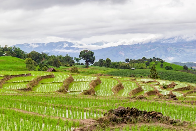 Campo de arroz verde em terraços em Pa Pong Pieng, Mae Chaem, Chiang Mai, Tailândia