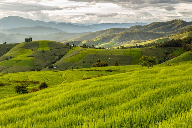 Campo de arroz verde em terraços em pa pong pieng, mae chaem, chiang mai, tailândia