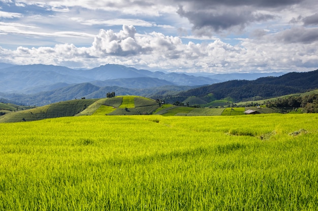 Campo de arroz verde em terraços em pa pong pieng, mae chaem, chiang mai, tailândia