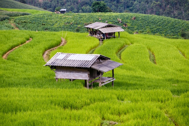 Campo de arroz verde em terraços em Pa Pong Pieng, Mae Chaem, Chiang Mai, Tailândia