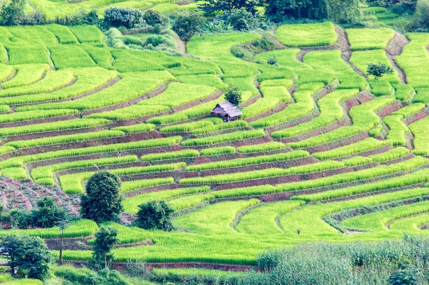 Campo de arroz verde em terraços em Pa Pong Pieng, Mae Chaem, Chiang Mai, Tailândia