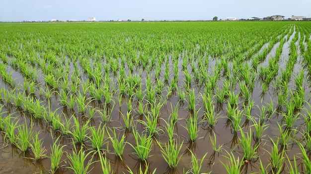 Campo de arroz verde fresco jovem