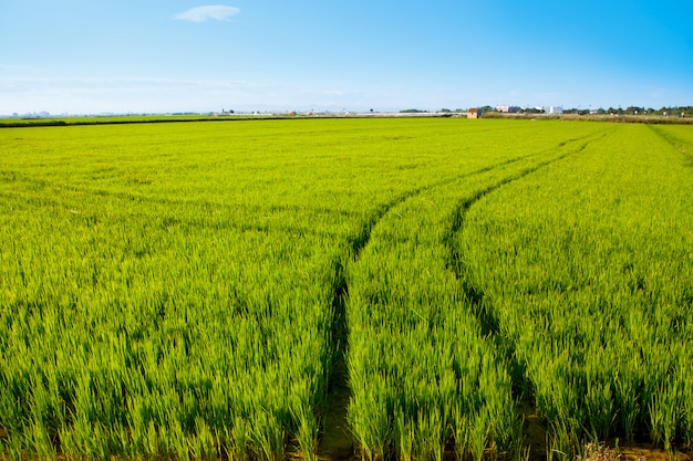campo de arroz verde grama em Espanha Valência
