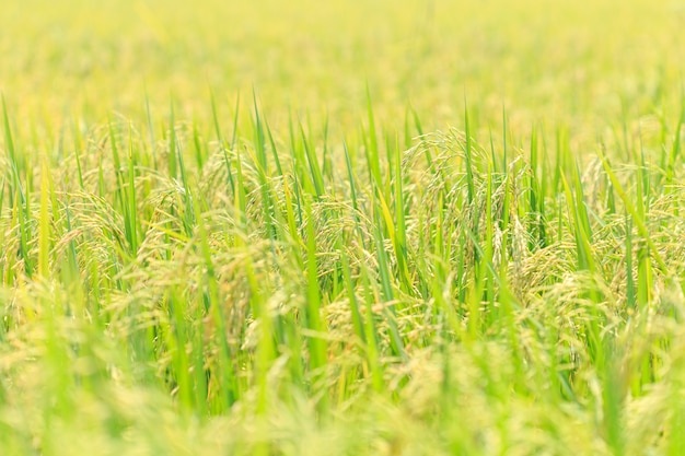 Campo de arroz verde jovem no centro da Tailândia