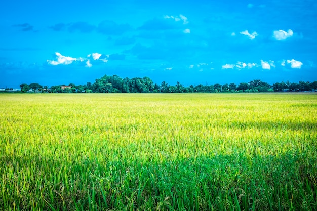 Campo de arroz verde. meio ambiente natureza planta primavera verão. cena rural