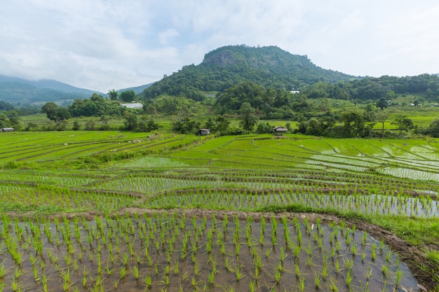 Campo de arroz verde na ásia no tempo de primavera