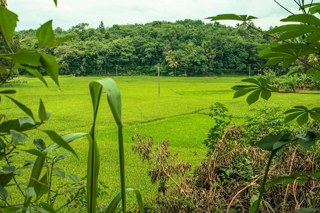 Campo de arroz verde na bela vila