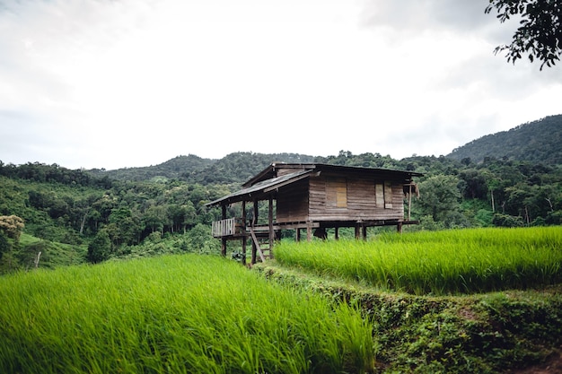 Campo de arroz verde na cabana com terraço e fazenda