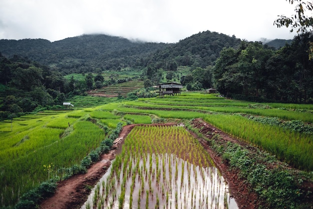 Campo de arroz verde na cabana com terraço e fazenda