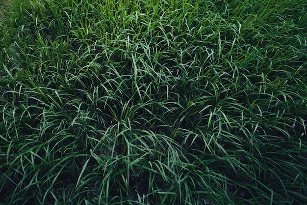 Campo de arroz verde na cabana com terraço e fazenda