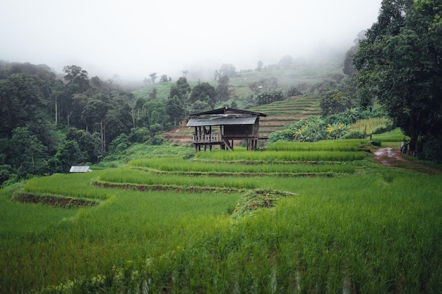 Campo de arroz verde na cabana com terraço e fazenda