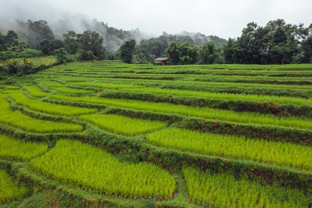 Campo de arroz verde na cabana com terraço e fazenda